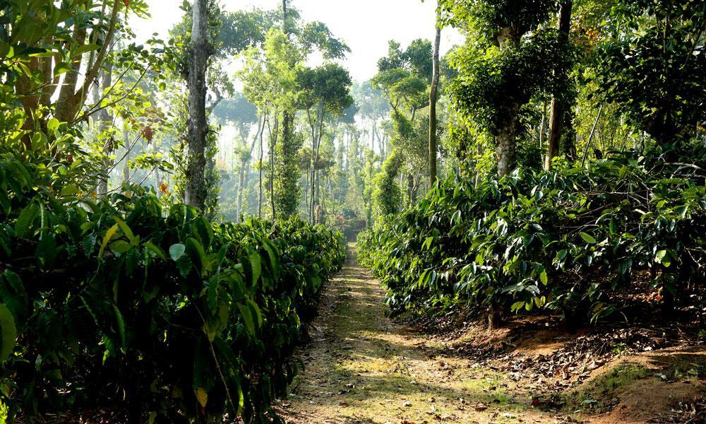 Coffee Native - A Family Homestay