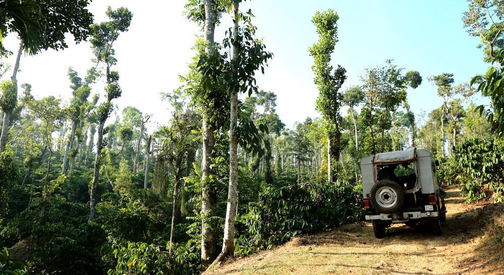 Coffee Native - A Family Homestay *