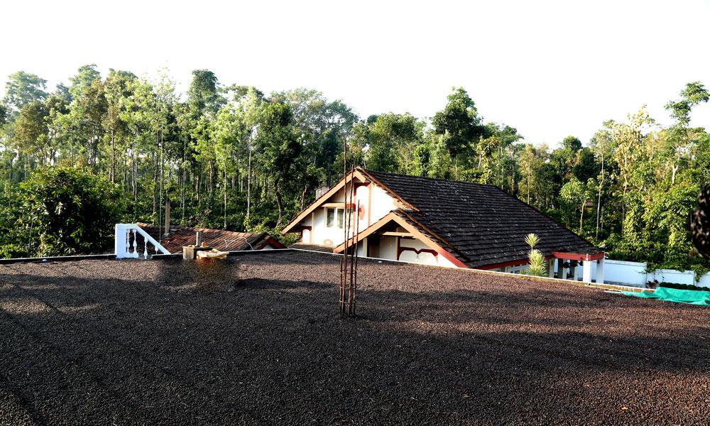 Coffee Native - A Family Mudigere