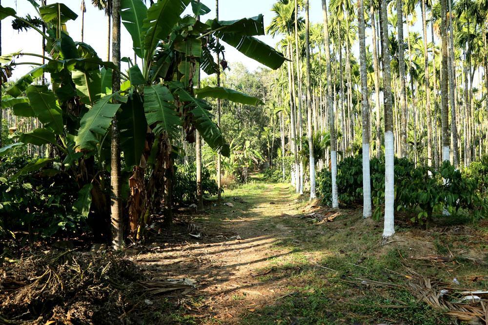 Coffee Native - A Family Mudigere